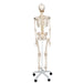 Image 3 - FLEXIBLE HUMAN SKELETON MODEL FRED - 3B SMART ANATOMY