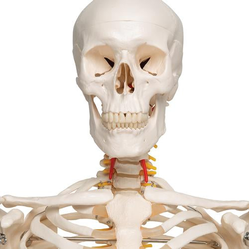 Image 4 - FLEXIBLE HUMAN SKELETON MODEL FRED - 3B SMART ANATOMY