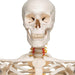 Image 4 - FLEXIBLE HUMAN SKELETON MODEL FRED - 3B SMART ANATOMY