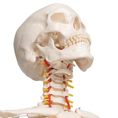 Image 6 - FLEXIBLE HUMAN SKELETON MODEL FRED - 3B SMART ANATOMY