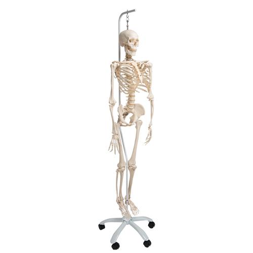 Image 3 - PHYSIOLOGICAL HUMAN SKELETON MODEL PHIL ON HANGING STAND - 3B SMART ANATOMY