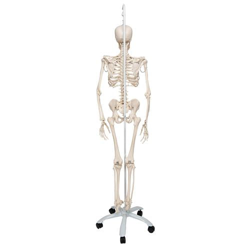 Image 4 - PHYSIOLOGICAL HUMAN SKELETON MODEL PHIL ON HANGING STAND - 3B SMART ANATOMY