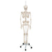 Image 4 - PHYSIOLOGICAL HUMAN SKELETON MODEL PHIL ON HANGING STAND - 3B SMART ANATOMY