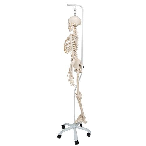 Image 5 - PHYSIOLOGICAL HUMAN SKELETON MODEL PHIL ON HANGING STAND - 3B SMART ANATOMY