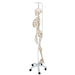 Image 5 - PHYSIOLOGICAL HUMAN SKELETON MODEL PHIL ON HANGING STAND - 3B SMART ANATOMY