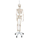 Image 3 - FUNCTIONAL & PHYSIOLOGICAL HUMAN SKELETON MODEL FRANK ON HANGING STAND - 3B SMART ANATOMY