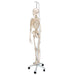 Image 4 - FUNCTIONAL & PHYSIOLOGICAL HUMAN SKELETON MODEL FRANK ON HANGING STAND - 3B SMART ANATOMY