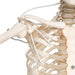 Image 5 - FUNCTIONAL & PHYSIOLOGICAL HUMAN SKELETON MODEL FRANK ON HANGING STAND - 3B SMART ANATOMY