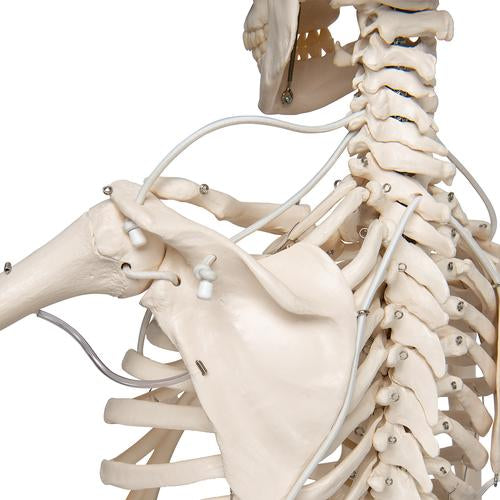 Image 6 - FUNCTIONAL & PHYSIOLOGICAL HUMAN SKELETON MODEL FRANK ON HANGING STAND - 3B SMART ANATOMY