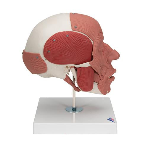 Image 3 - HUMAN SKULL WITH FACIAL MUSCLES - 3B SMART ANATOMY