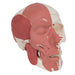 Image 6 - HUMAN SKULL WITH FACIAL MUSCLES - 3B SMART ANATOMY