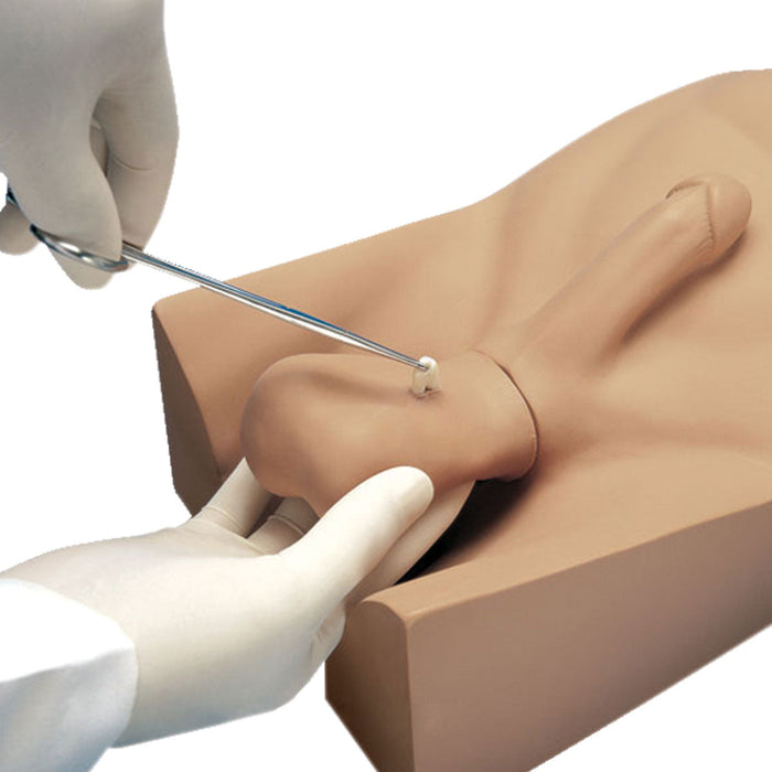 No Scalpel Vasectomy (NSV) Model