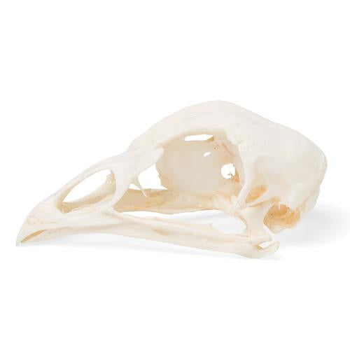 Image 2 - CHICKEN SKULL (GALLUS GALLUS DOMESTICUS), SPECIMEN