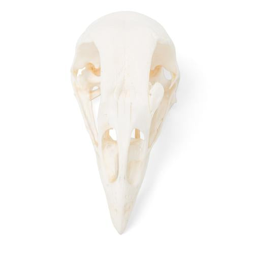 Image 3 - CHICKEN SKULL (GALLUS GALLUS DOMESTICUS), SPECIMEN