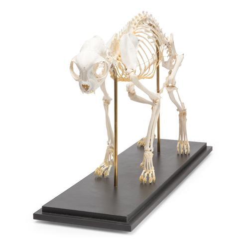 Image 2 - CAT SKELETON (FELIS CATUS), SPECIMEN