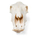 Image 3 - BOVINE SKULL (BOS TAURUS), WITHOUT HORNS, SPECIMEN