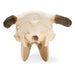 Image 5 - BOVINE SKULL (BOS TAURUS), WITH HORNS, SPECIMEN