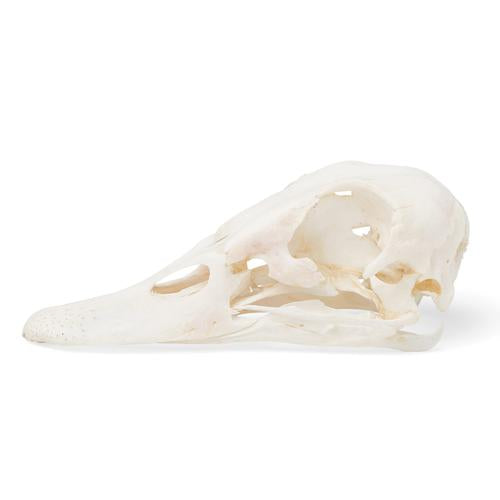 Image 2 - DUCK SKULL (ANAS PLATYRHYNCHOS DOMESTICA), SPECIMEN