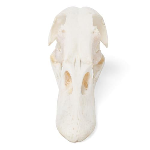 Image 3 - DUCK SKULL (ANAS PLATYRHYNCHOS DOMESTICA), SPECIMEN