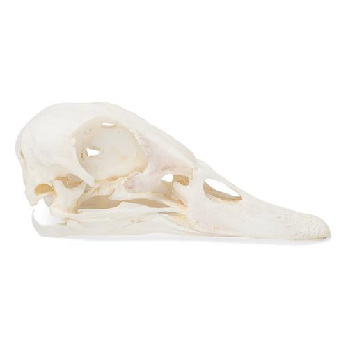 Image 4 - DUCK SKULL (ANAS PLATYRHYNCHOS DOMESTICA), SPECIMEN