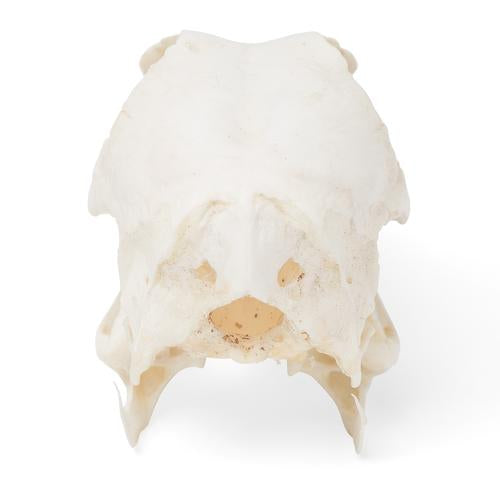 Image 5 - DUCK SKULL (ANAS PLATYRHYNCHOS DOMESTICA), SPECIMEN