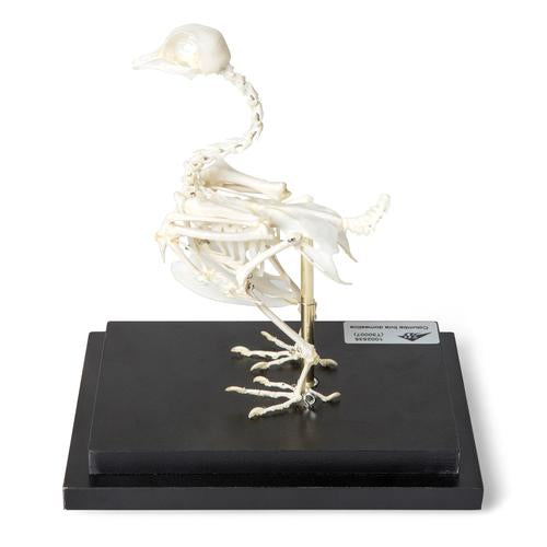 Image 2 - PIGEON SKELETON (COLUMBA LIVIA DOMESTICA), SPECIMEN