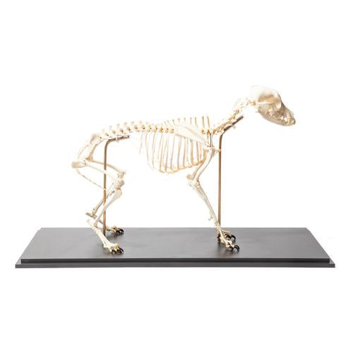 Image 2 - DOG SKELETON (CANIS LUPUS FAMILIARIS), SIZE M, FLEXIBLY MOUNTED, SPECIMEN