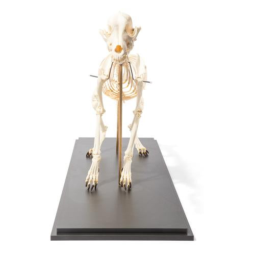 Image 5 - DOG SKELETON (CANIS LUPUS FAMILIARIS), SIZE L, FLEXIBLY MOUNTED, SPECIMEN