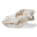 Image 2 - DOG SKULL (CANIS LUPUS FAMILIARIS), SIZE M, SPECIMEN