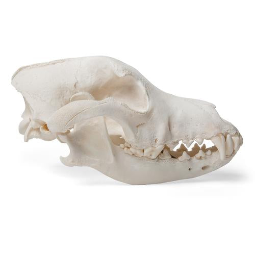 Image 4 - DOG SKULL (CANIS LUPUS FAMILIARIS), SIZE M, SPECIMEN