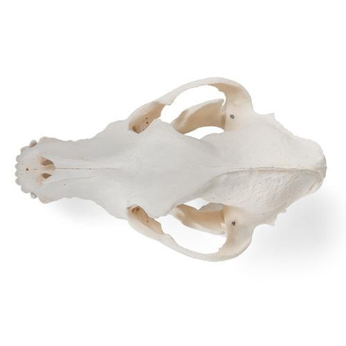 Image 5 - DOG SKULL (CANIS LUPUS FAMILIARIS), SIZE M, SPECIMEN