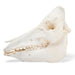 Image 2 - DOMESTIC PIG SKULL (SUS SCROFA DOMESTICUS), FEMALE, SPECIMEN