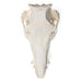 Image 6 - DOMESTIC PIG SKULL (SUS SCROFA DOMESTICUS), FEMALE, SPECIMEN