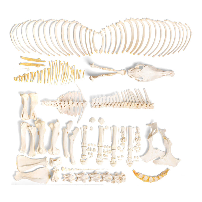 Horse skeleton (Equus ferus caballus), male, disarticulated