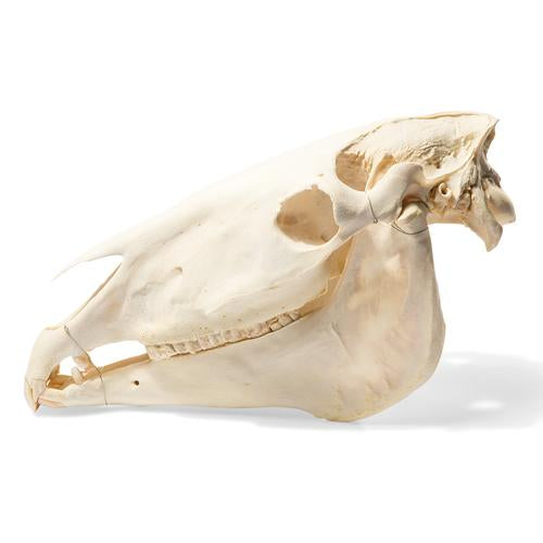 Image 2 - HORSE SKULL (EQUUS FERUS CABALLUS), SPECIMEN