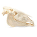 Image 4 - HORSE SKULL (EQUUS FERUS CABALLUS), SPECIMEN