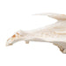 Image 4 - HALF HORSE SKULL (EQUUS FERUS CABALLUS), SPECIMEN