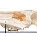 Image 5 - HALF HORSE SKULL (EQUUS FERUS CABALLUS), SPECIMEN