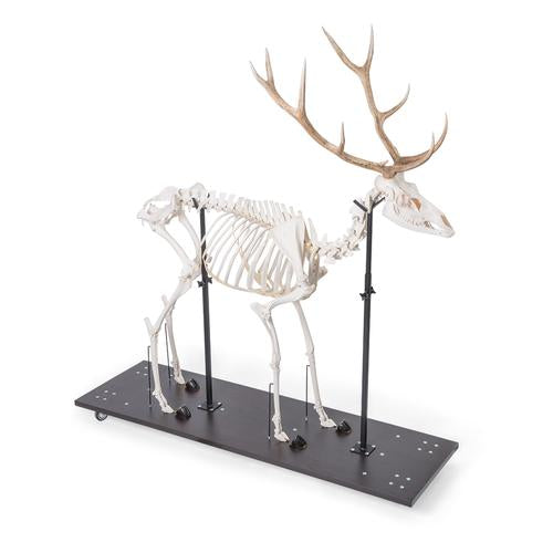 Image 2 - RED DEER SKELETON (CERVUS ELAPHUS), MALE, ARTICULATED ON BASE