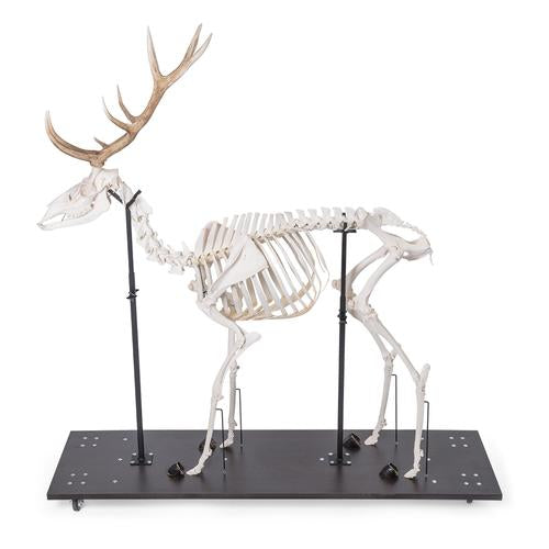 Image 5 - RED DEER SKELETON (CERVUS ELAPHUS), MALE, ARTICULATED ON BASE