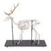 Image 5 - RED DEER SKELETON (CERVUS ELAPHUS), MALE, ARTICULATED ON BASE