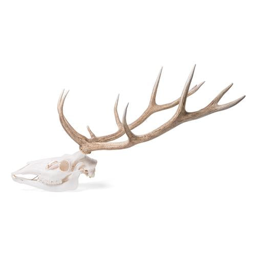 Image 2 - RED DEER SKULL (CERVUS ELAPHUS), MALE