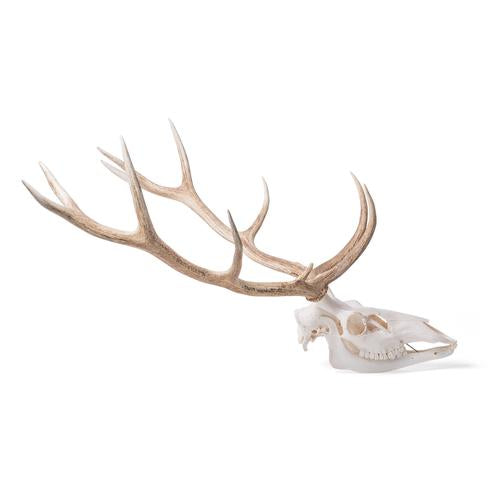 Image 4 - RED DEER SKULL (CERVUS ELAPHUS), MALE