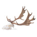 Image 2 - FALLOW DEER SKULL (DAMA DAMA), MALE