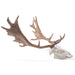 Image 4 - FALLOW DEER SKULL (DAMA DAMA), MALE