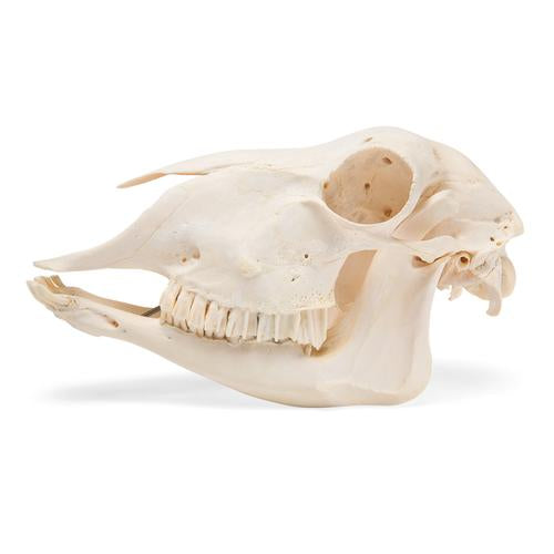 Image 2 - DOMESTIC SHEEP SKULL (OVIS ARIES), FEMALE, SPECIMEN