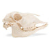 Image 4 - DOMESTIC SHEEP SKULL (OVIS ARIES), FEMALE, SPECIMEN