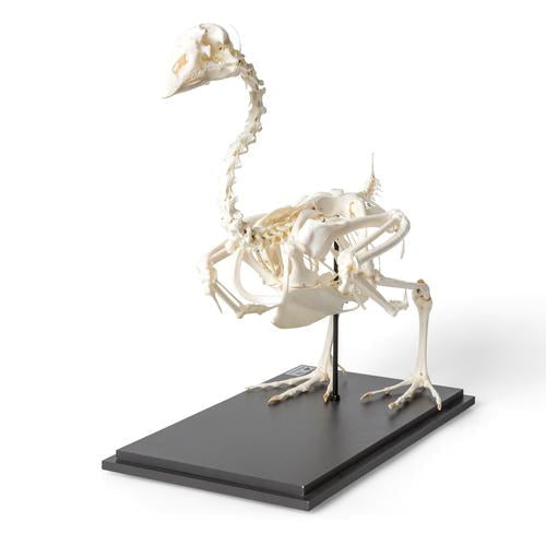 Image 2 - GOOSE SKELETON (ANSER ANSER DOMESTICUS), SPECIMEN