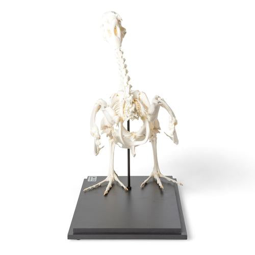 Image 3 - GOOSE SKELETON (ANSER ANSER DOMESTICUS), SPECIMEN