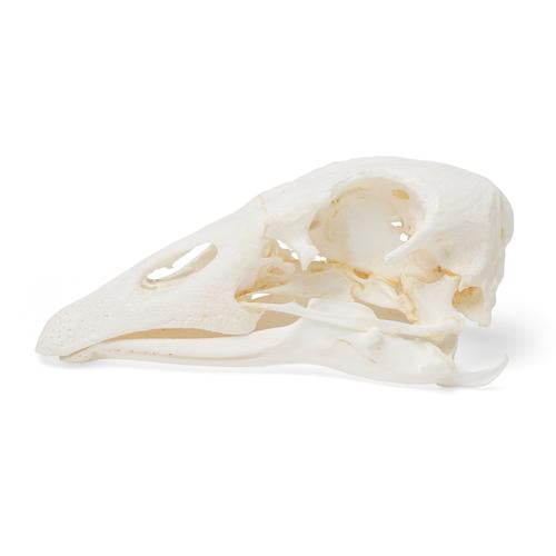 Image 2 - GOOSE SKULL (ANSER ANSER DOMESTICUS), SPECIMEN